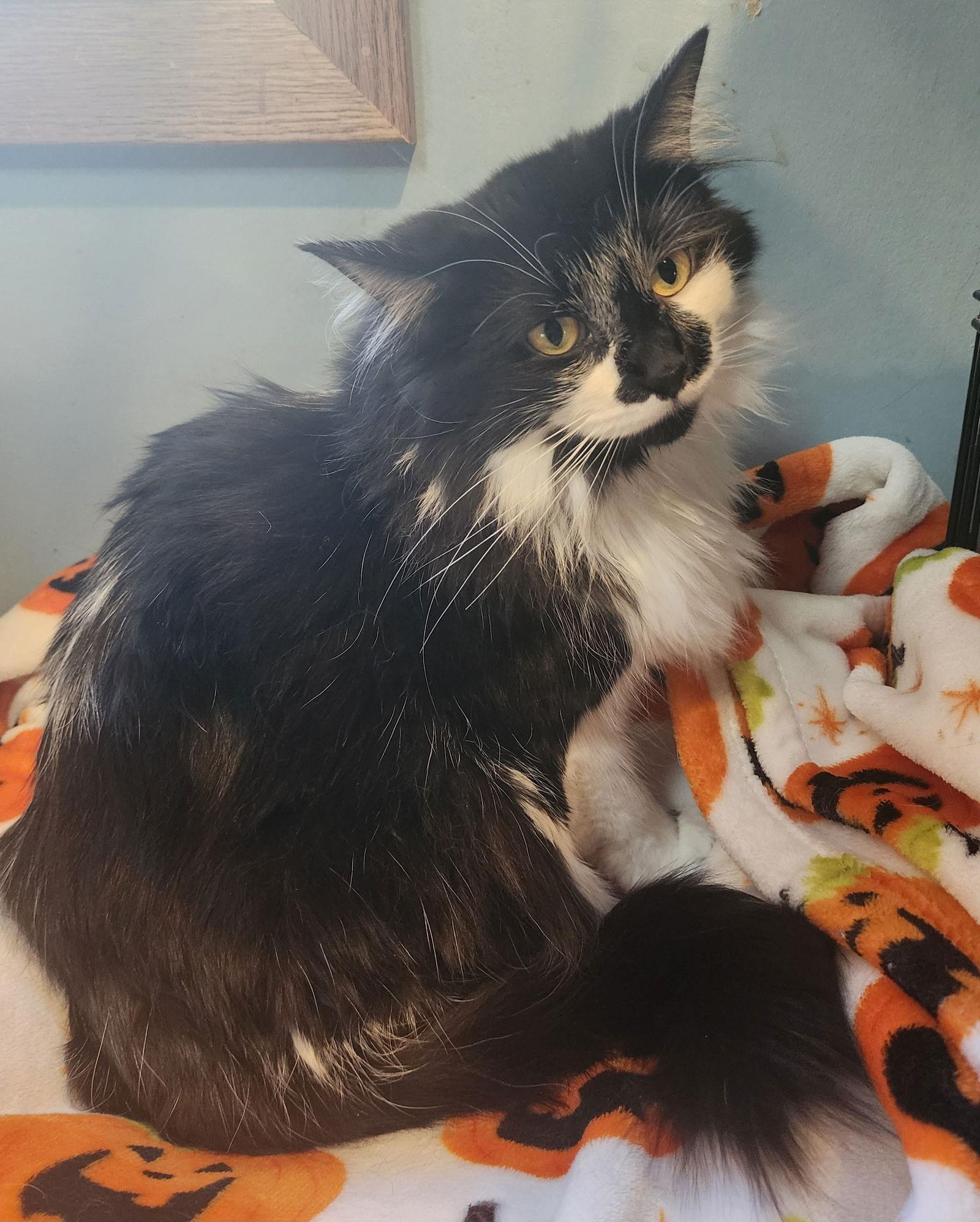 Enlarge Joss, a Adopted Domestic Long Hair in Forest Lake, MN image 1/3