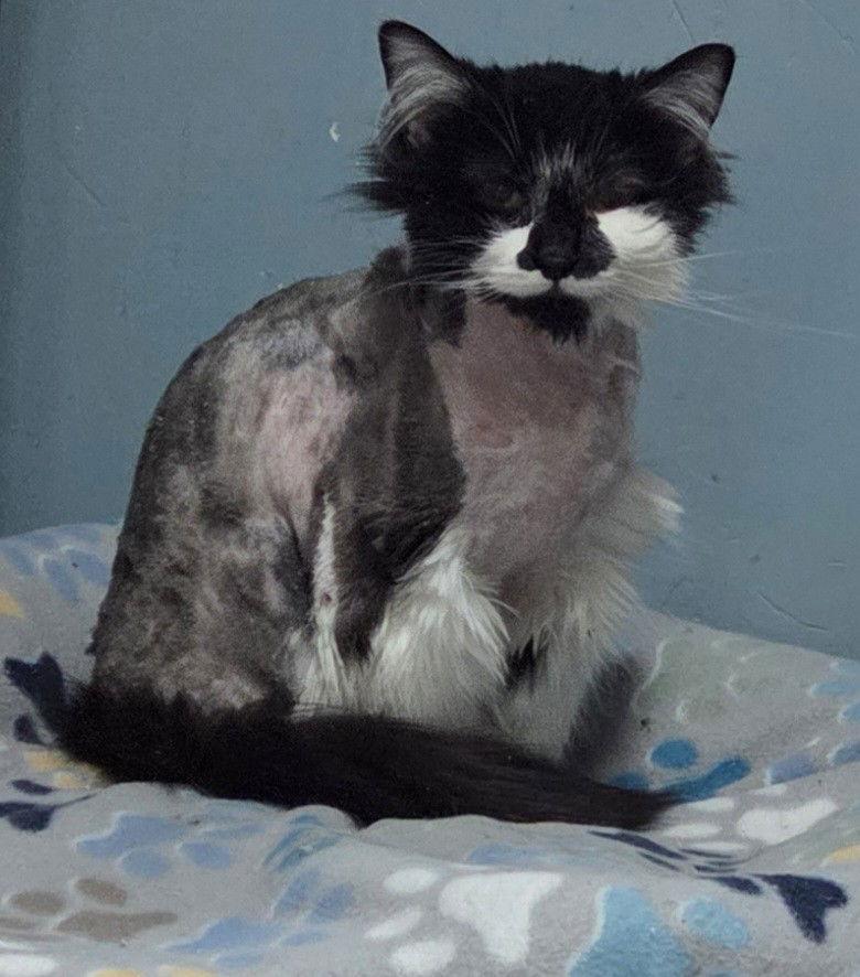 Enlarge Joss, a Adopted Domestic Long Hair in Forest Lake, MN image 2/3