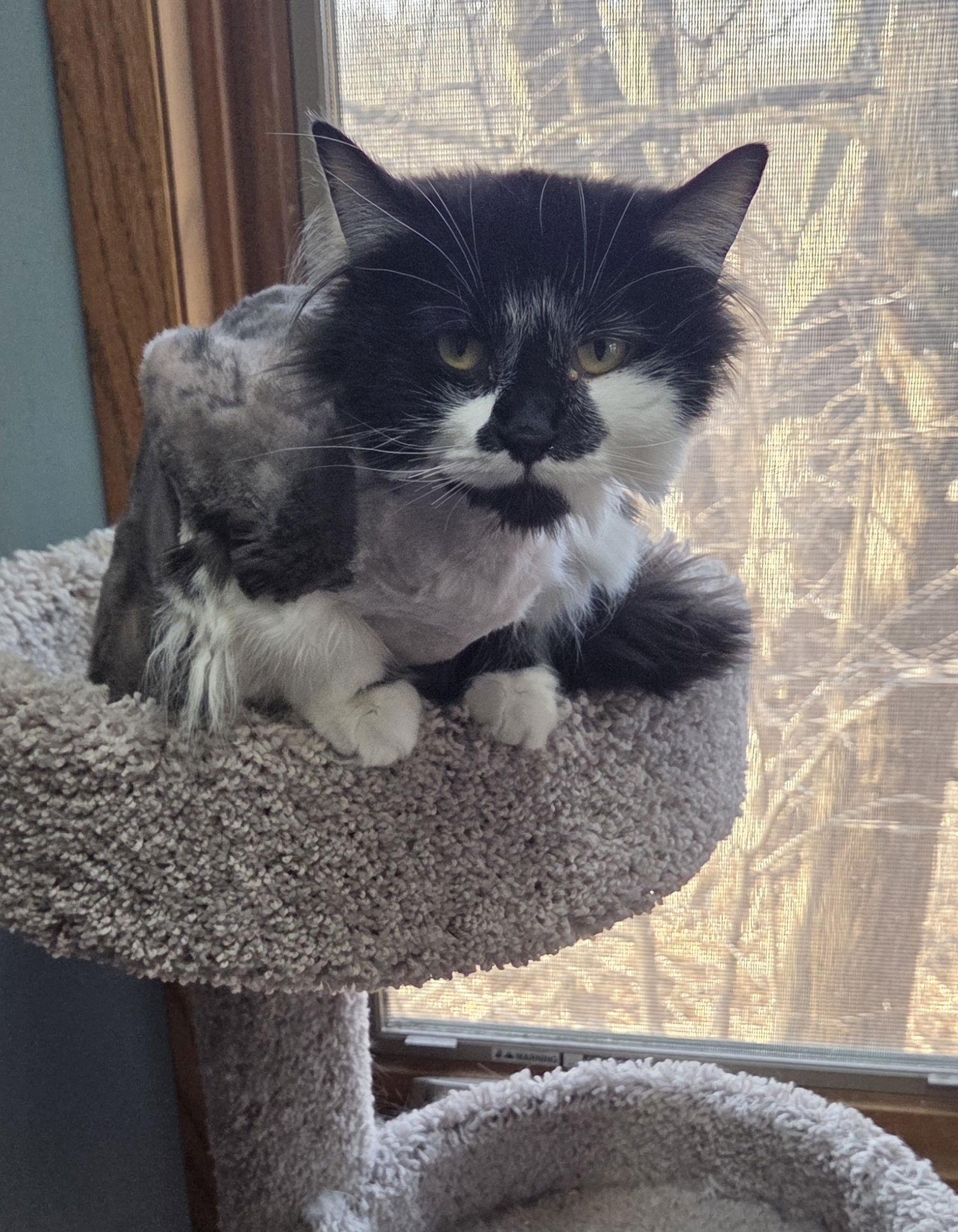 Enlarge Joss, a Adopted Domestic Long Hair in Forest Lake, MN image 3/3