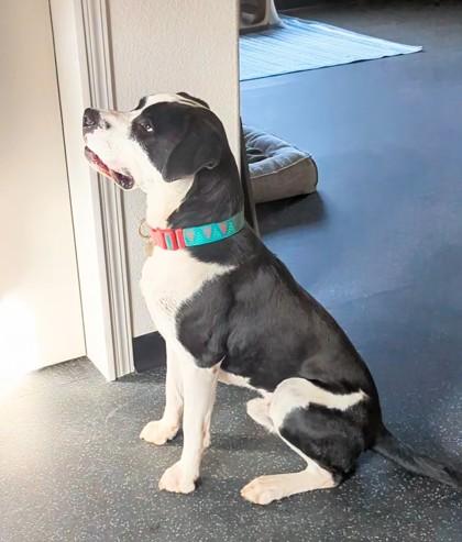 Bart, Adoptable, Young Male Boxer & Mixed Breed.