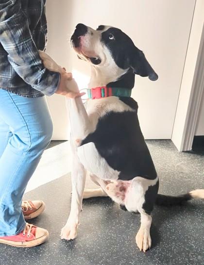 Enlarge Jingle, a Adoptable mixed breed in Portola, CA image 2/3