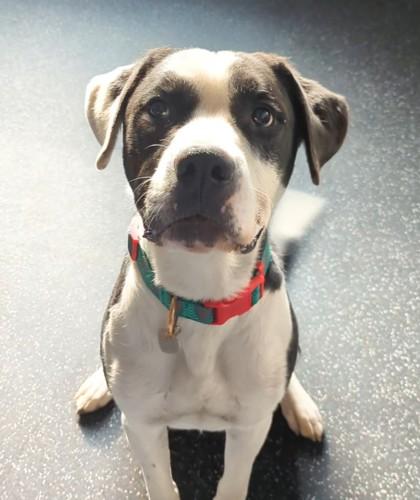 Enlarge Jingle, a Adoptable mixed breed in Portola, CA image 3/3