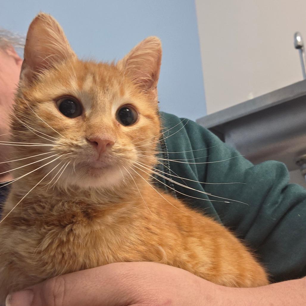 Cedar, Adoptable, Kitten Female Domestic Short Hair.