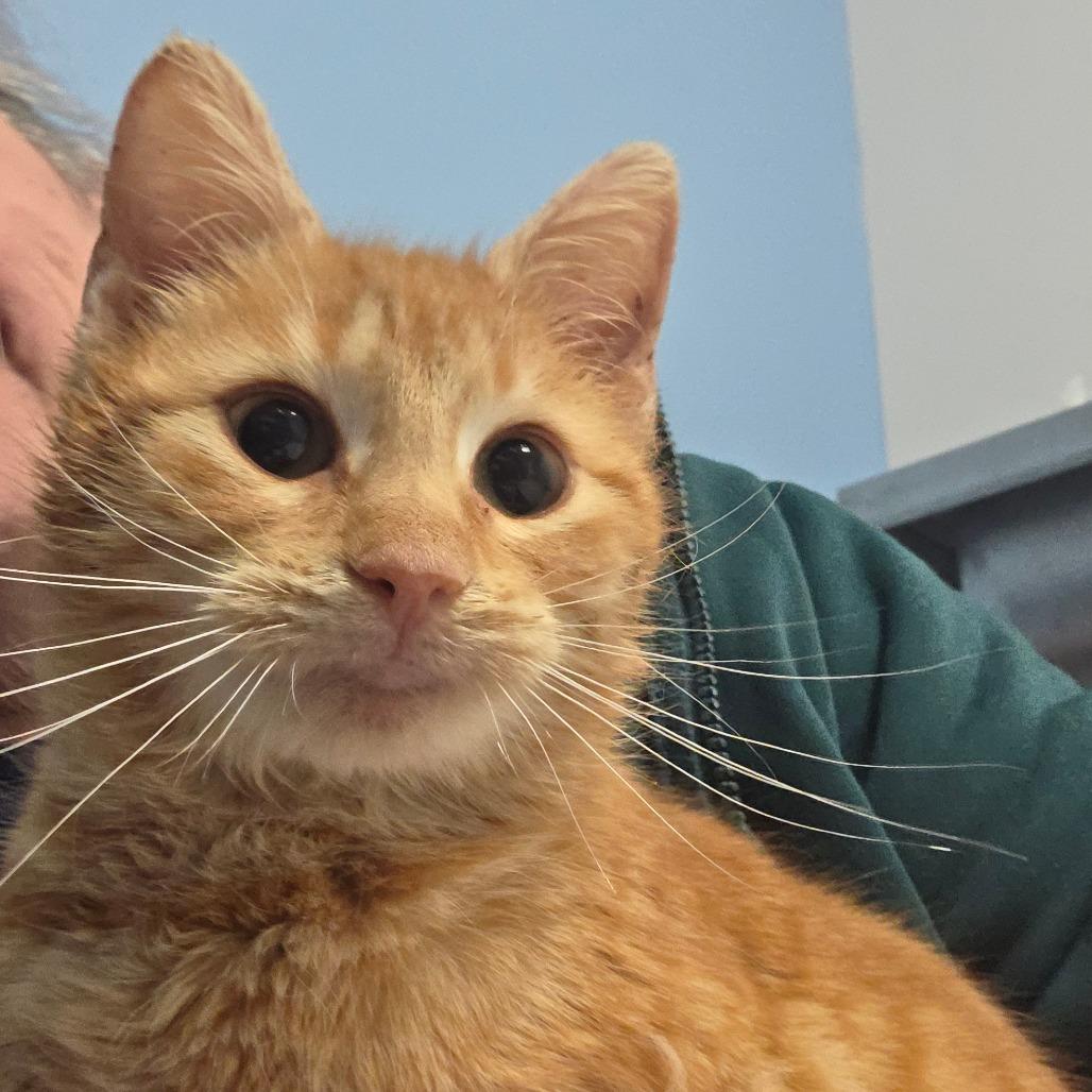 Enlarge Cedar, a Adoptable Domestic Short Hair in Oneonta, NY image 2/2