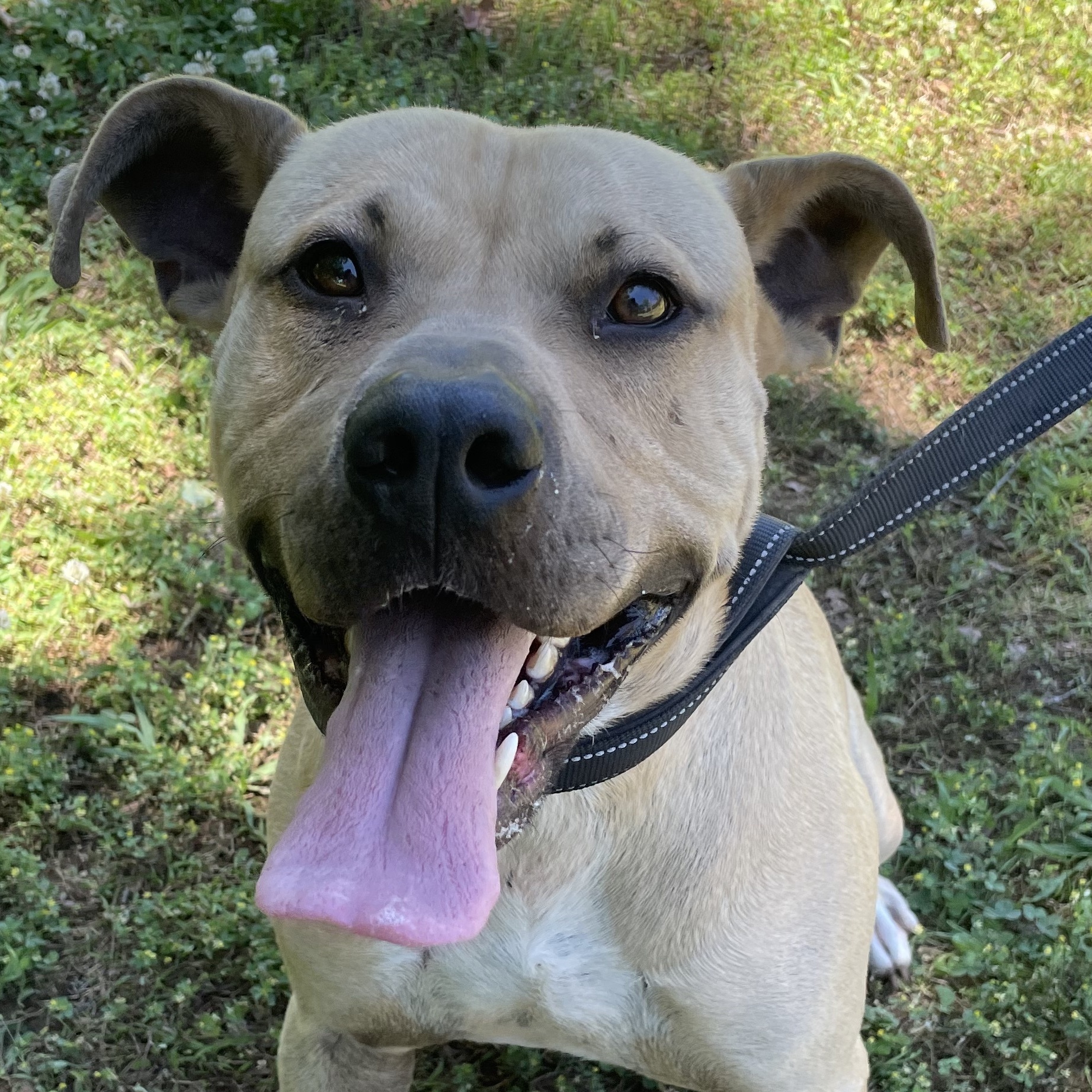 Enlarge Onyx, a Adoptable mixed breed in Greenfield, TN image 1/3