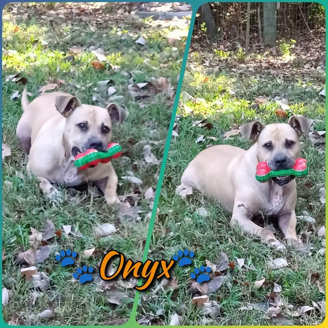 Onyx, Adoptable, Adult Male Bull Terrier.