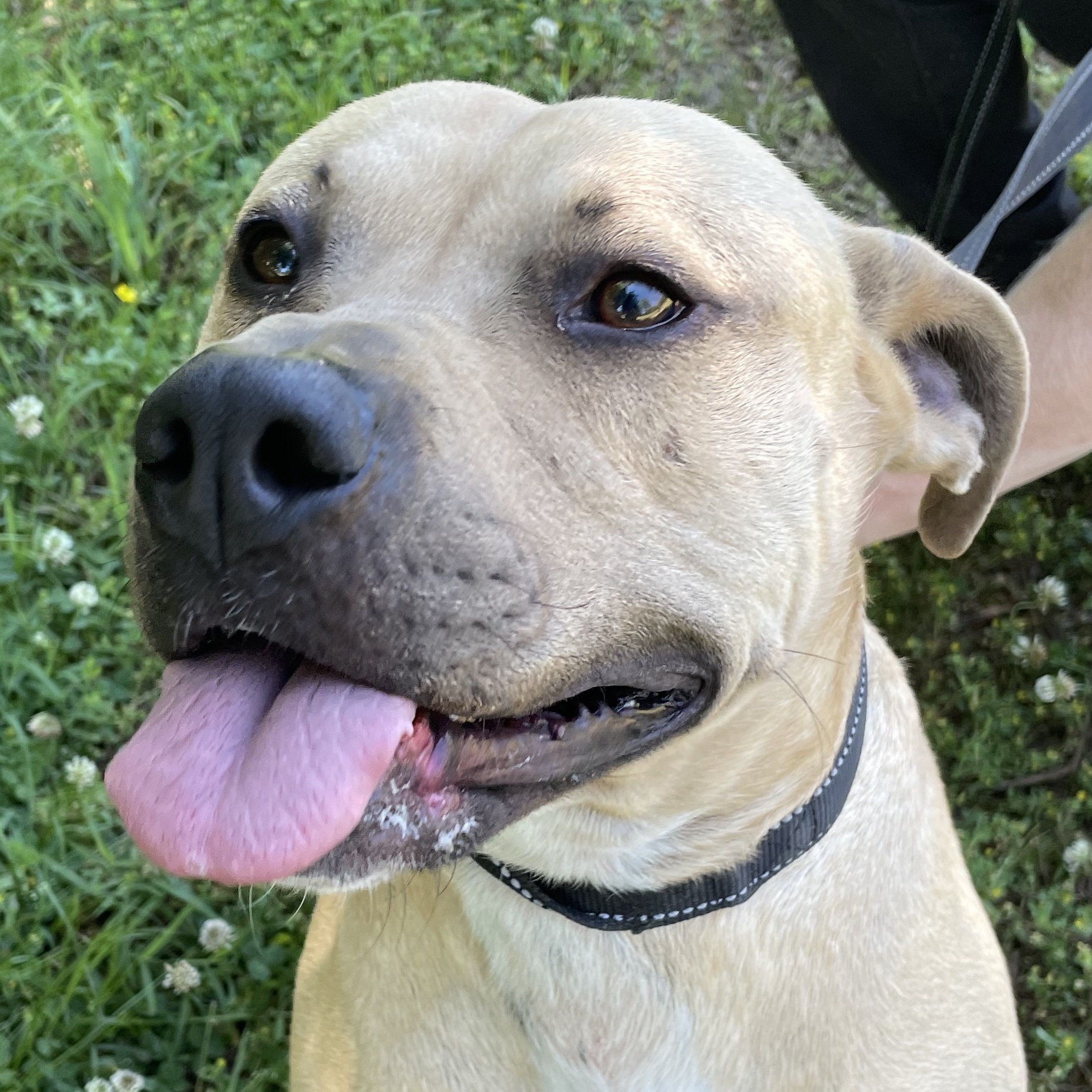 Onyx, Adoptable, Adult Male Bull Terrier.