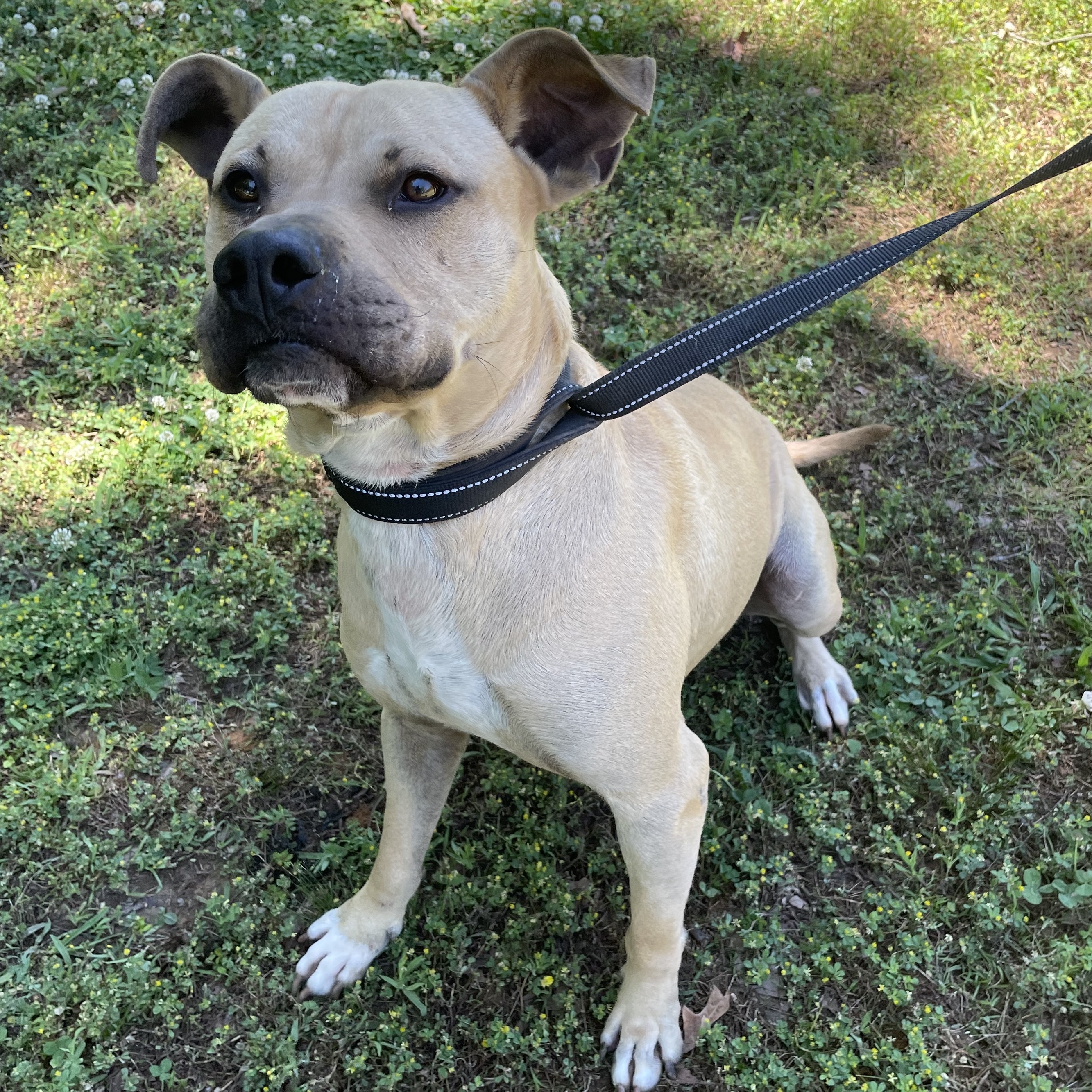 Enlarge Onyx, a Adoptable mixed breed in Greenfield, TN image 3/3