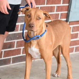 Macy, Young Female Rhodesian Ridgeback
