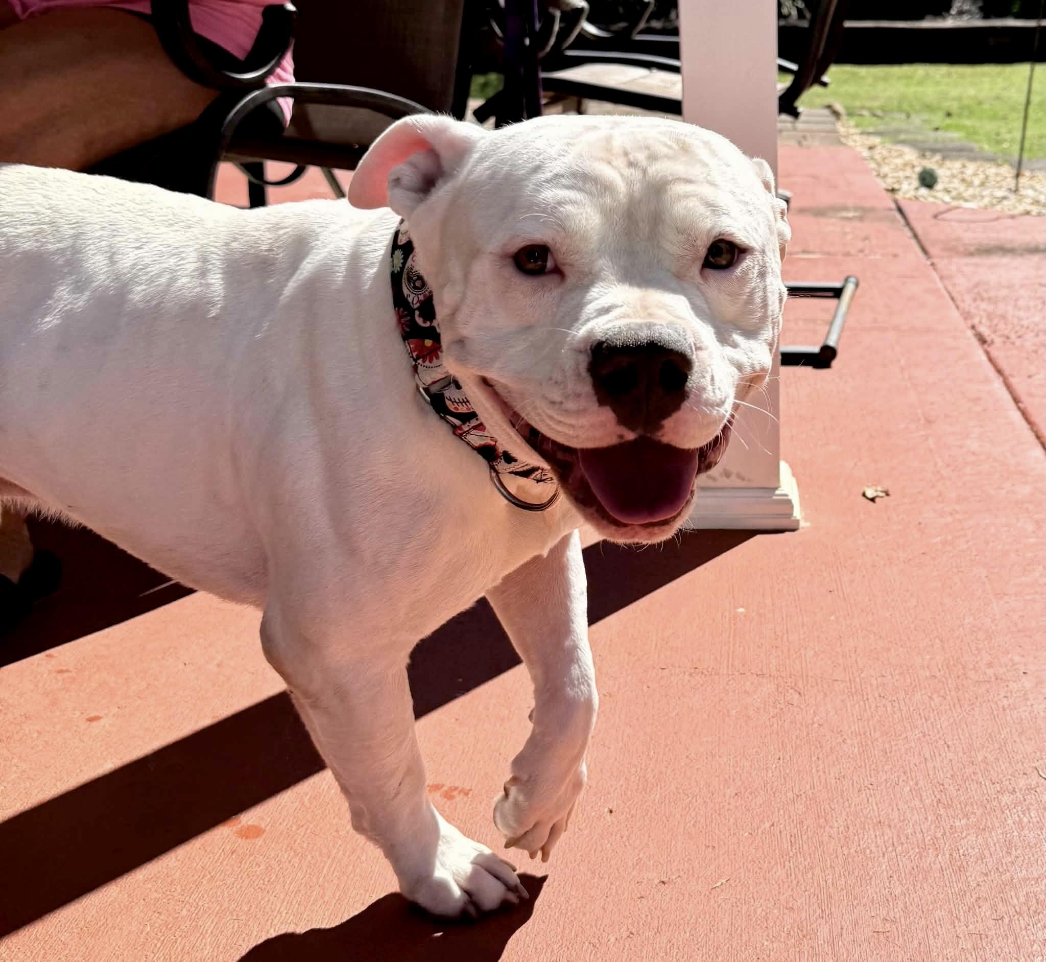 Enlarge Skelly, a Adoptable American Bully in Knoxville, TN image 5/5
