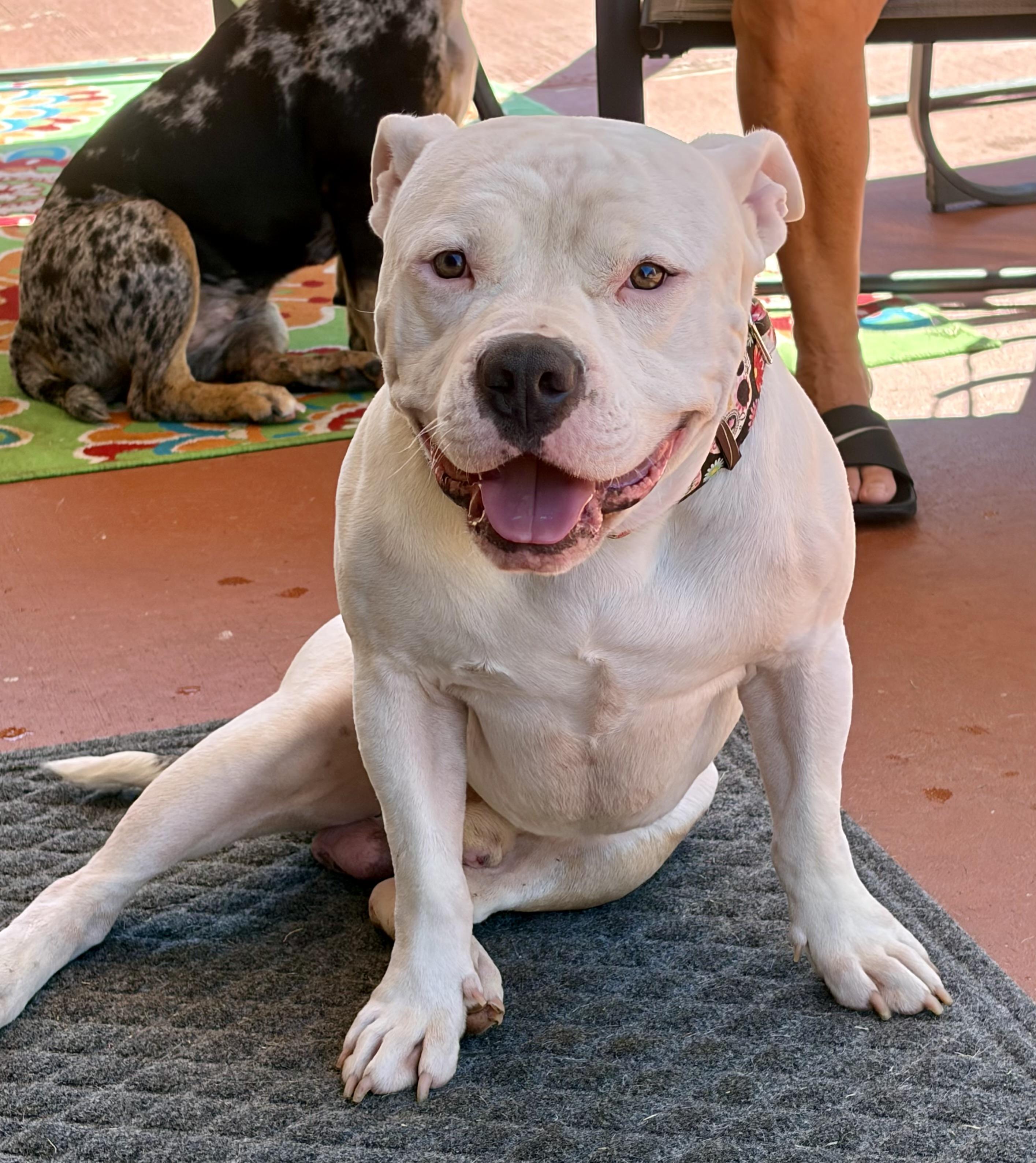 Enlarge Skelly, a Adoptable American Bully in Knoxville, TN image 1/5