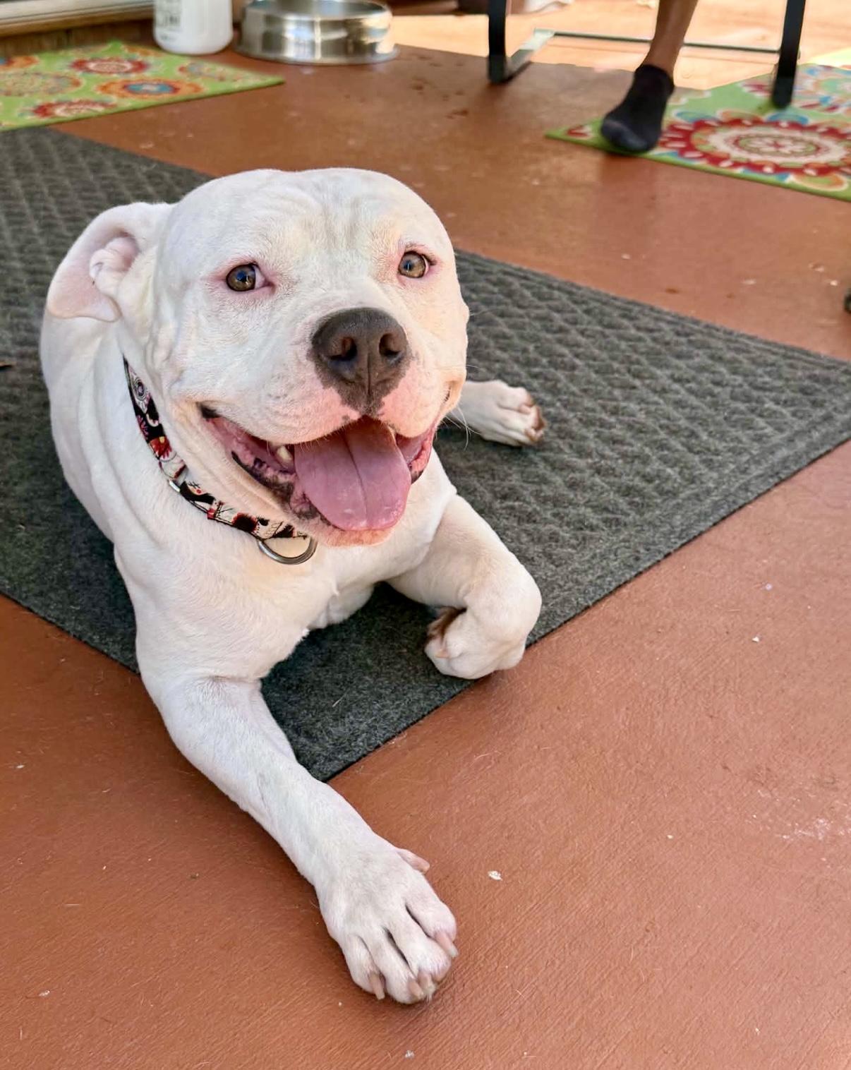 Enlarge Skelly, a Adoptable American Bully in Knoxville, TN image 3/5