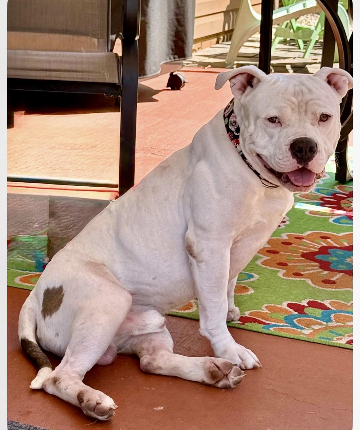 Enlarge Skelly, a Adoptable American Bully in Knoxville, TN image 4/5