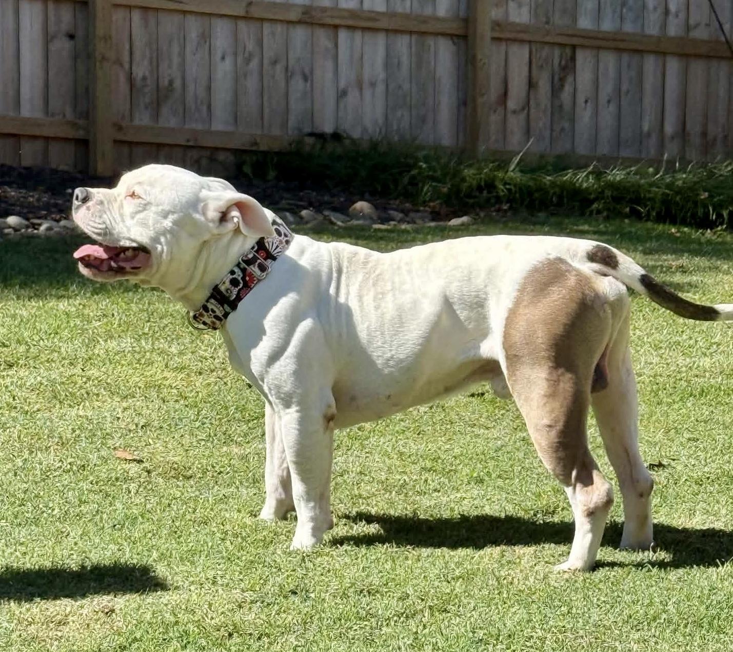 Enlarge Skelly, a Adoptable American Bully in Knoxville, TN image 2/5