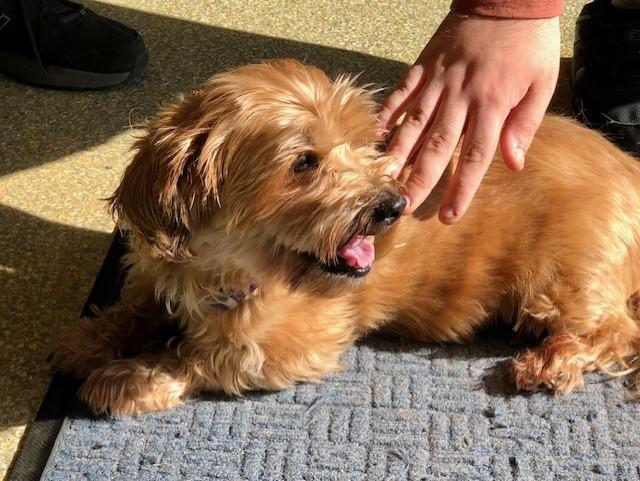 Rosie & Penny, Adopted, Senior Female Shih Tzu & Yorkshire Terrier.