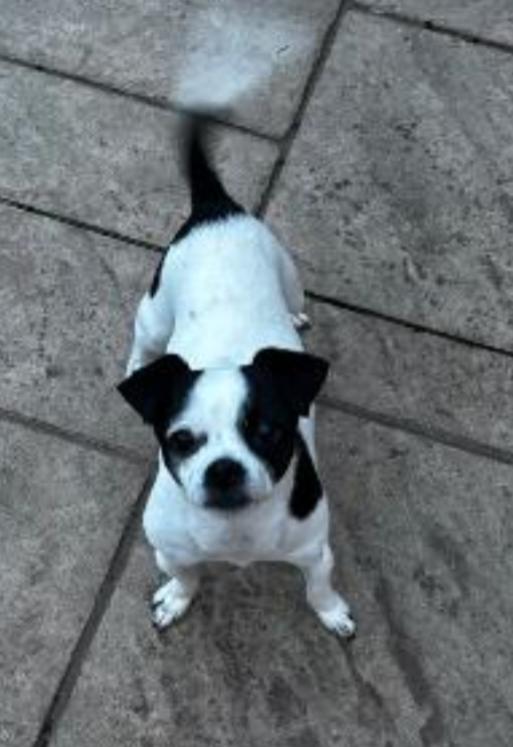 Enlarge STELLA , a ADOPTABLE mixed breed in Carroll, OH image 3/4