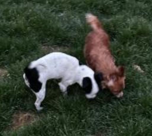 Enlarge STELLA , a ADOPTABLE mixed breed in Carroll, OH image 2/4