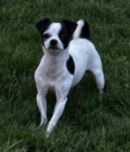 Enlarge STELLA , a ADOPTABLE mixed breed in Carroll, OH image 1/4