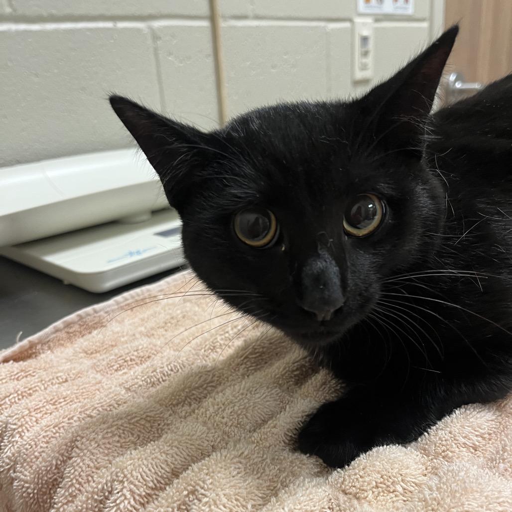 Enlarge Wayne, a Adoptable Domestic Short Hair in Bristol, IN image 1/1