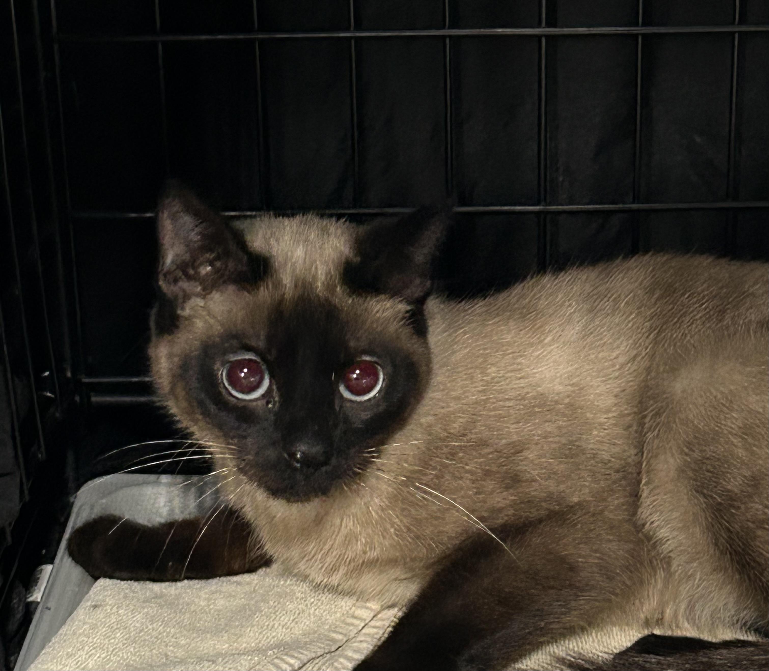 Enlarge Toasty, an adopted Siamese in Brooklyn, NY image 1/1