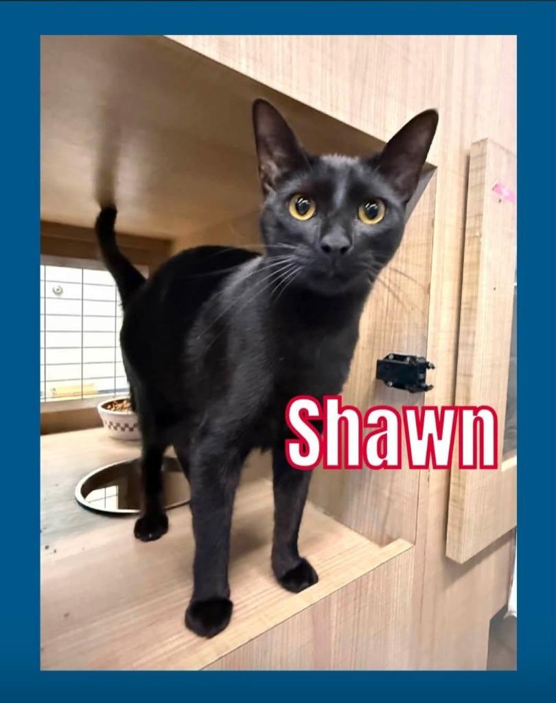 Enlarge Shawn(Slinky), a Adoptable mixed breed in Bossier City, LA image 1/3