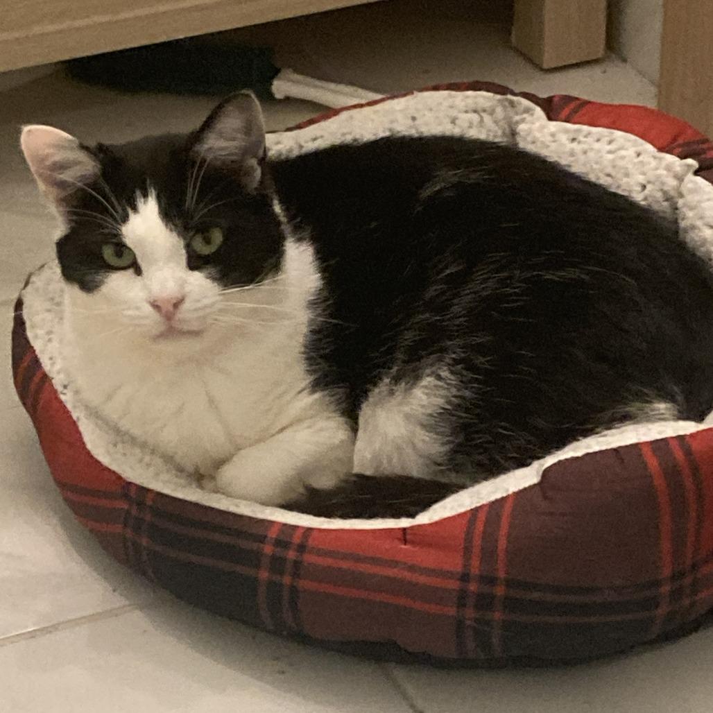Enlarge Mouse, a Adoptable Domestic Short Hair in Gibsonia, PA image 1/6