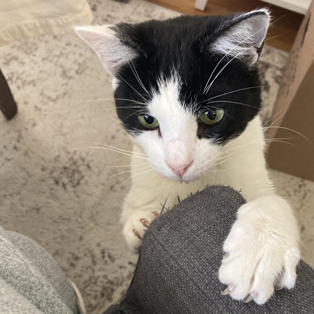 Enlarge Mouse, a Adoptable Domestic Short Hair in Gibsonia, PA image 2/6