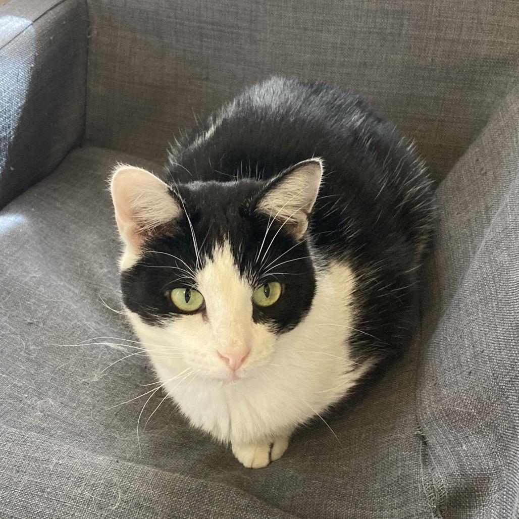 Enlarge Mouse, a Adoptable Domestic Short Hair in Gibsonia, PA image 3/6
