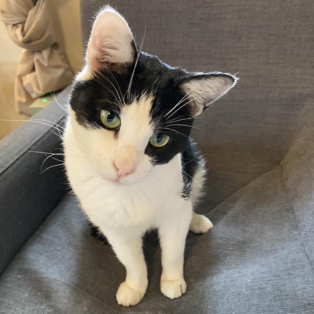 Enlarge Mouse, a Adoptable Domestic Short Hair in Gibsonia, PA image 4/6