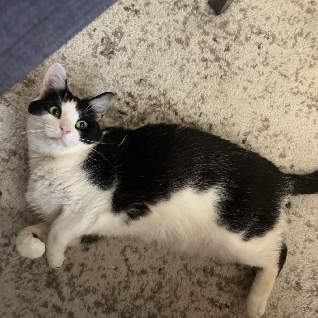 Enlarge Mouse, a Adoptable Domestic Short Hair in Gibsonia, PA image 5/6
