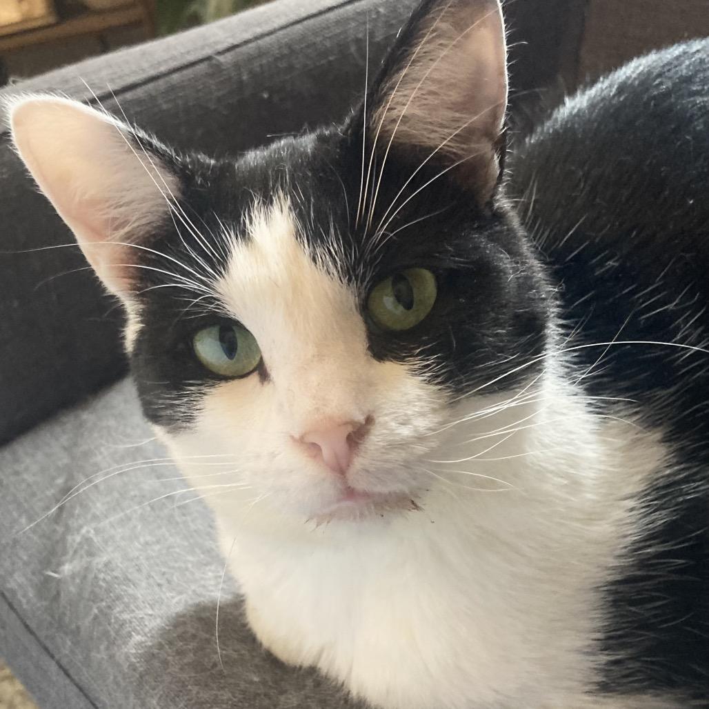 Enlarge Mouse, a Adoptable Domestic Short Hair in Gibsonia, PA image 6/6