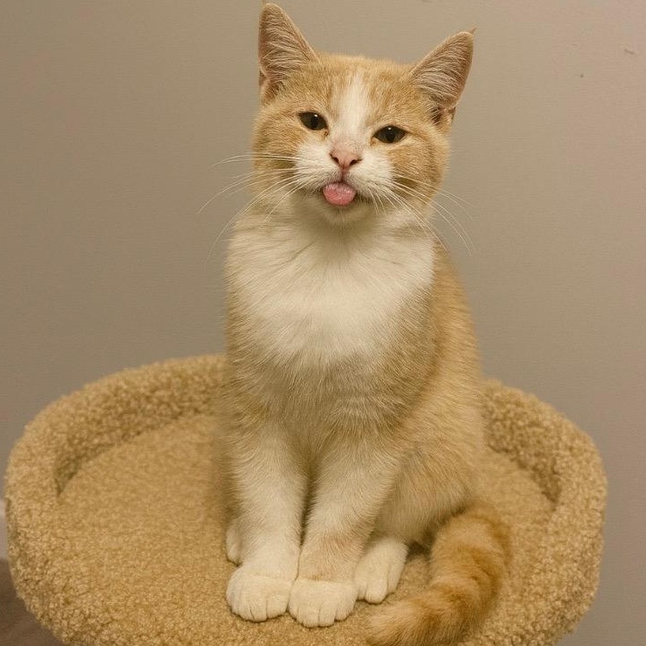 Enlarge Sebastian, a Adoptable Tabby in Andover, MN image 2/3