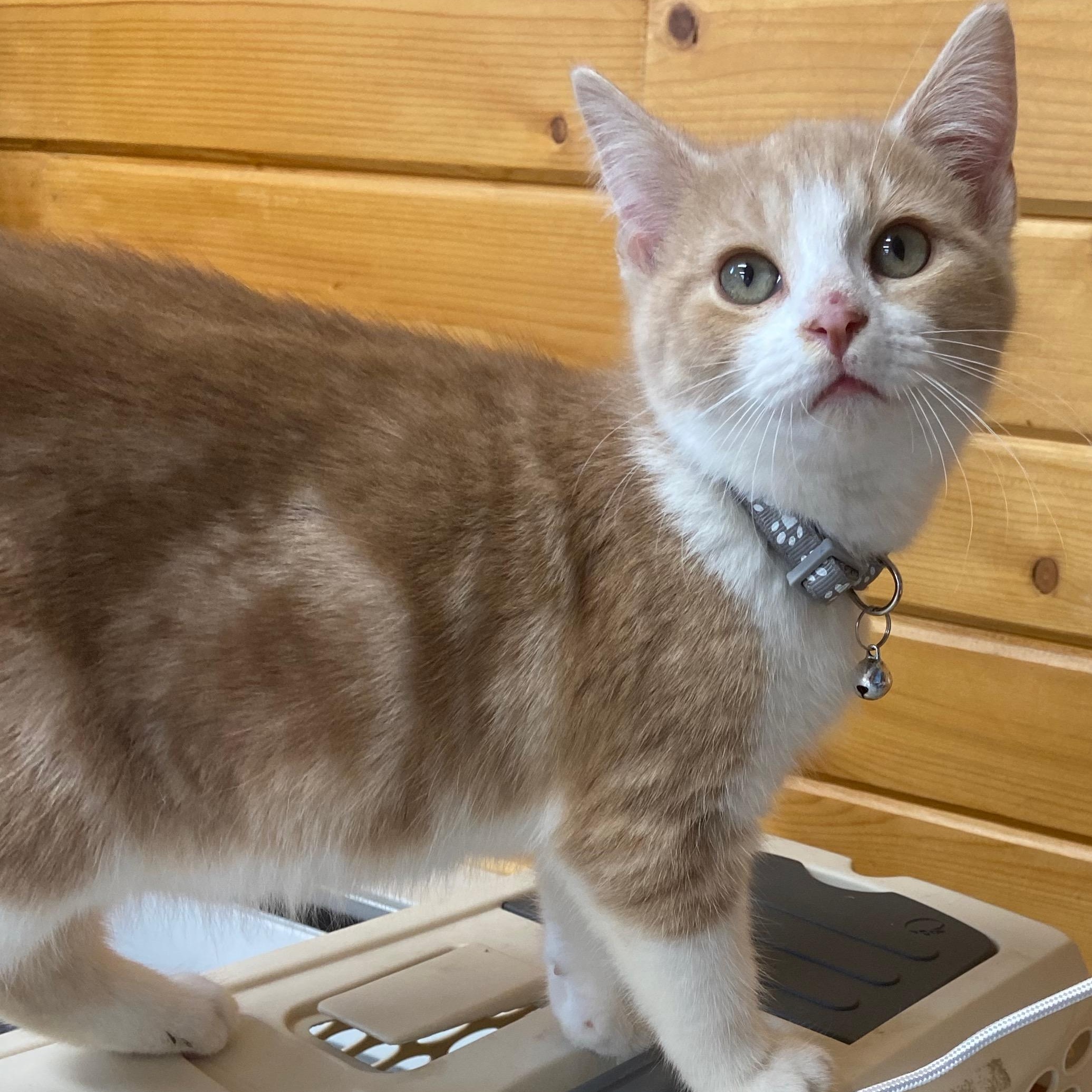 Enlarge Sebastian, a Adoptable Tabby in Andover, MN image 3/3