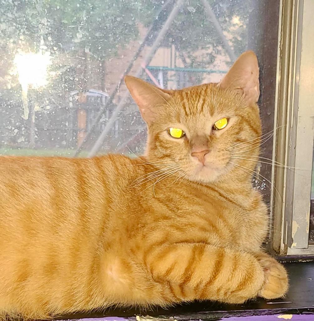 Enlarge Butterscotch, a Adoptable Domestic Short Hair in Lewisville, TX image 1/6