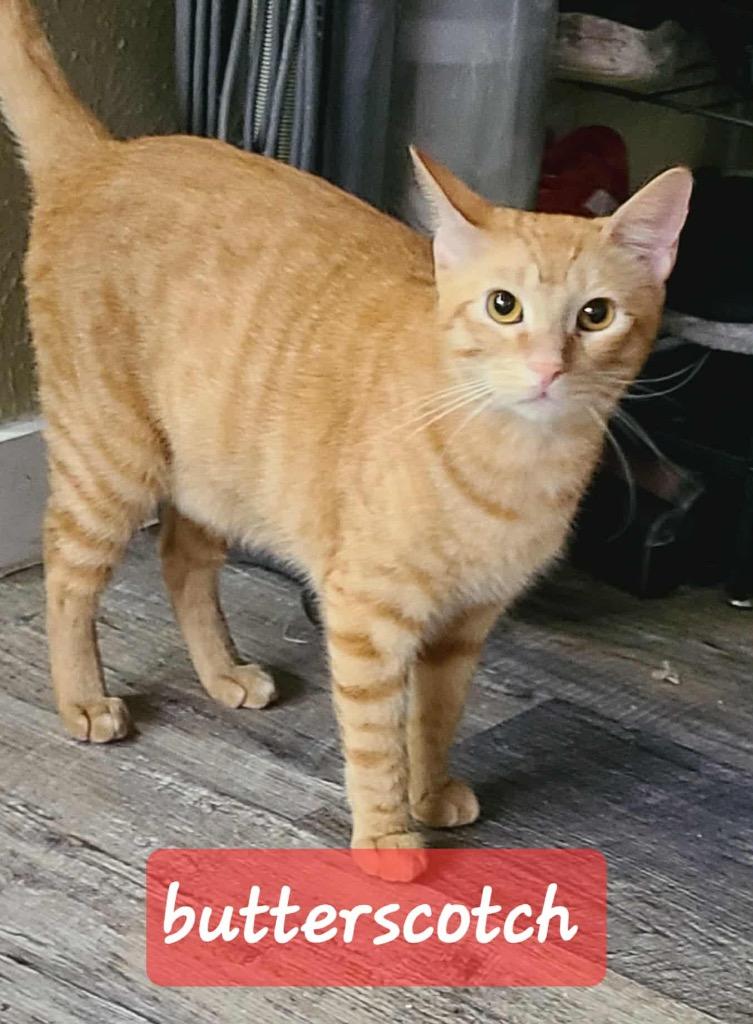 Enlarge Butterscotch, a Adoptable Domestic Short Hair in Lewisville, TX image 2/6