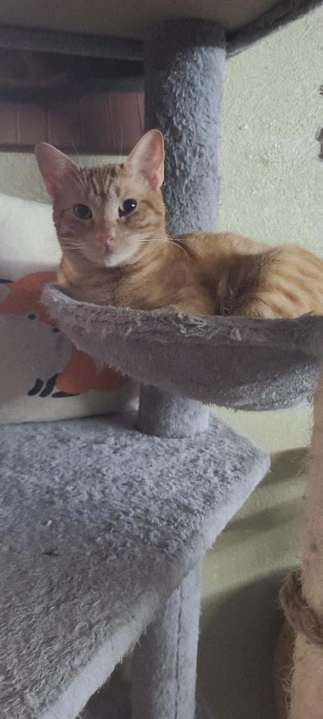 Enlarge Butterscotch, a Adoptable Domestic Short Hair in Lewisville, TX image 3/6