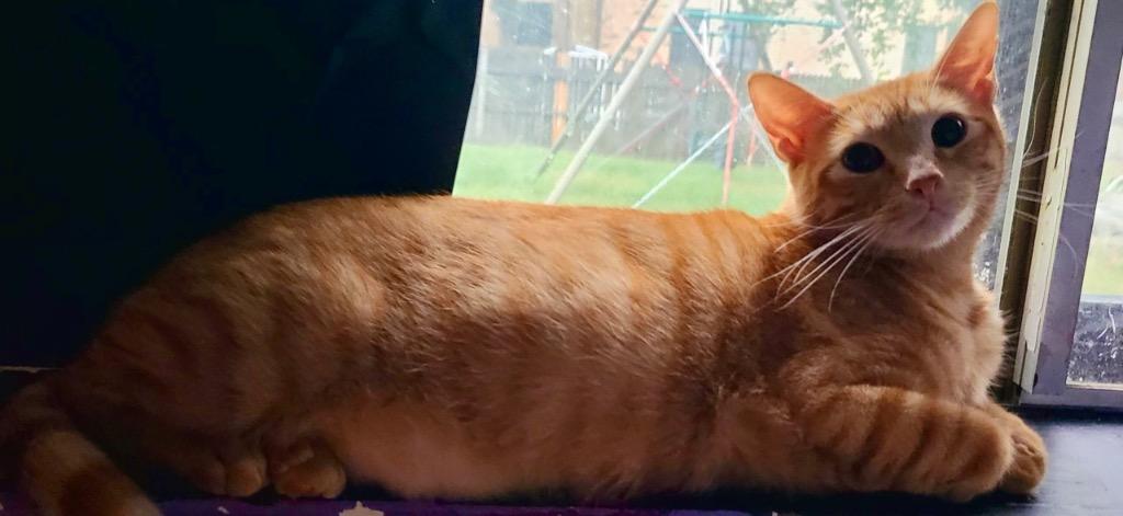 Enlarge Butterscotch, a Adoptable Domestic Short Hair in Lewisville, TX image 4/6