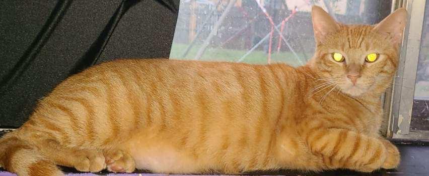 Enlarge Butterscotch, a Adoptable Domestic Short Hair in Lewisville, TX image 5/6