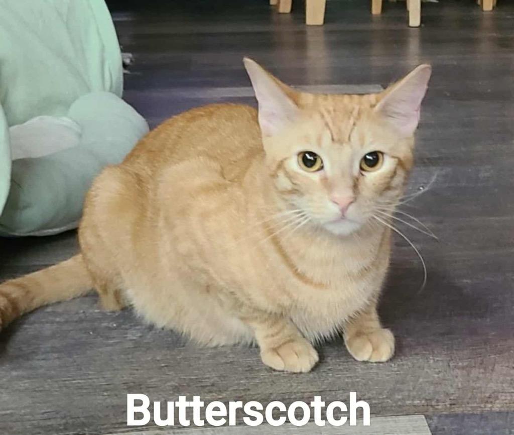 Enlarge Butterscotch, a Adoptable Domestic Short Hair in Lewisville, TX image 6/6