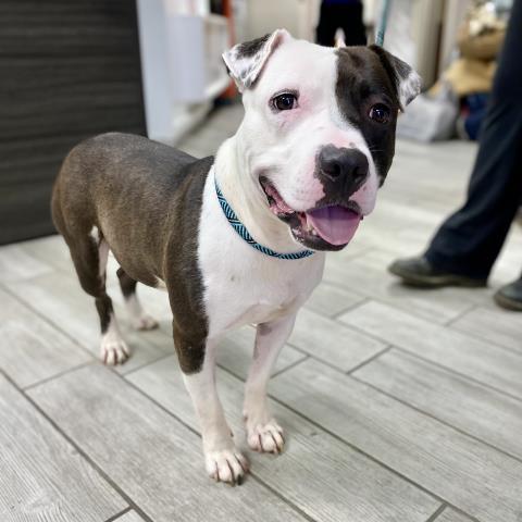 GELATO, Adoptable, Adult Male Pit Bull Terrier.