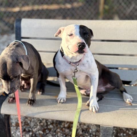 GELATO, Adoptable, Adult Male Pit Bull Terrier.