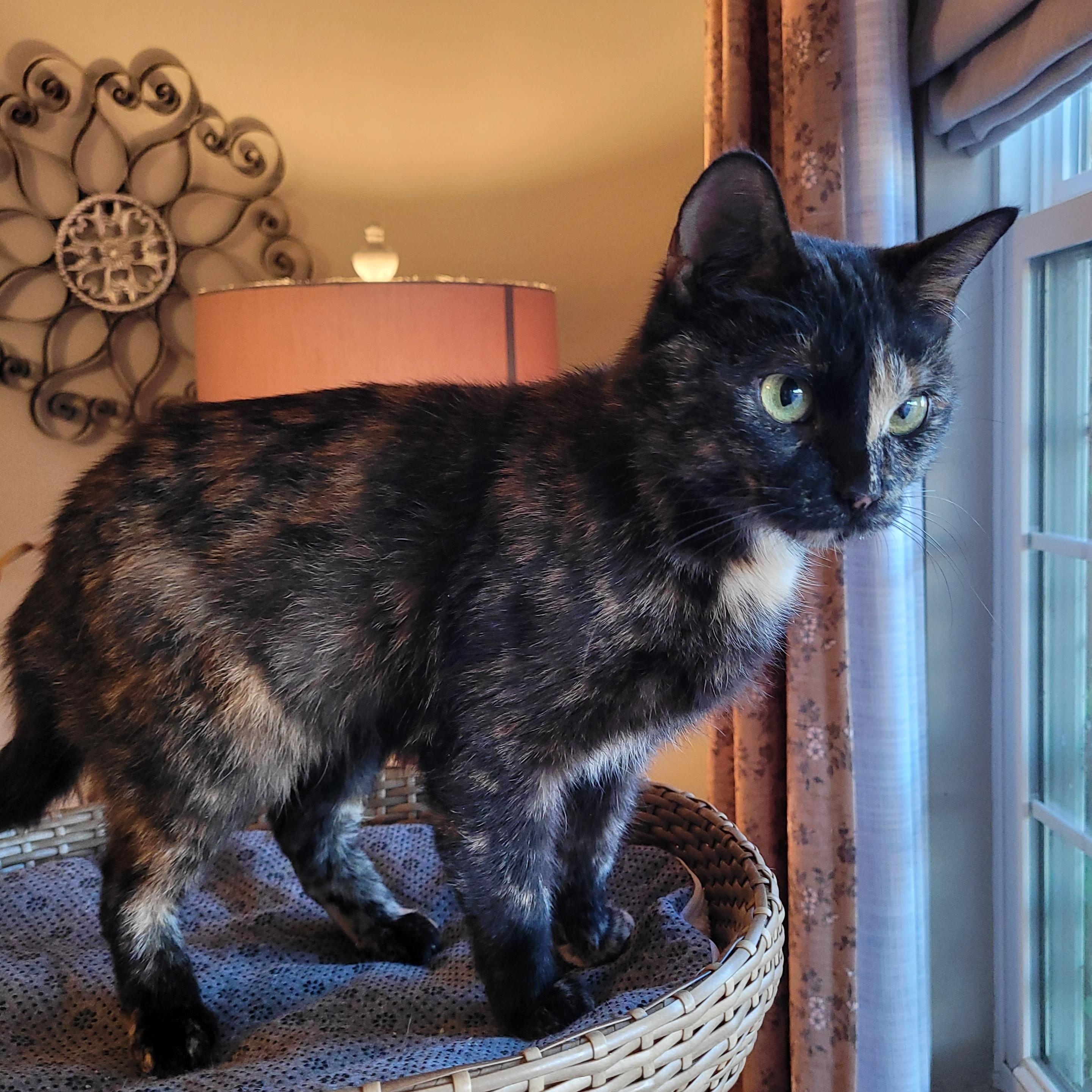Filly, a Adoptable Domestic Short Hair in Indianapolis, IN image 3/6