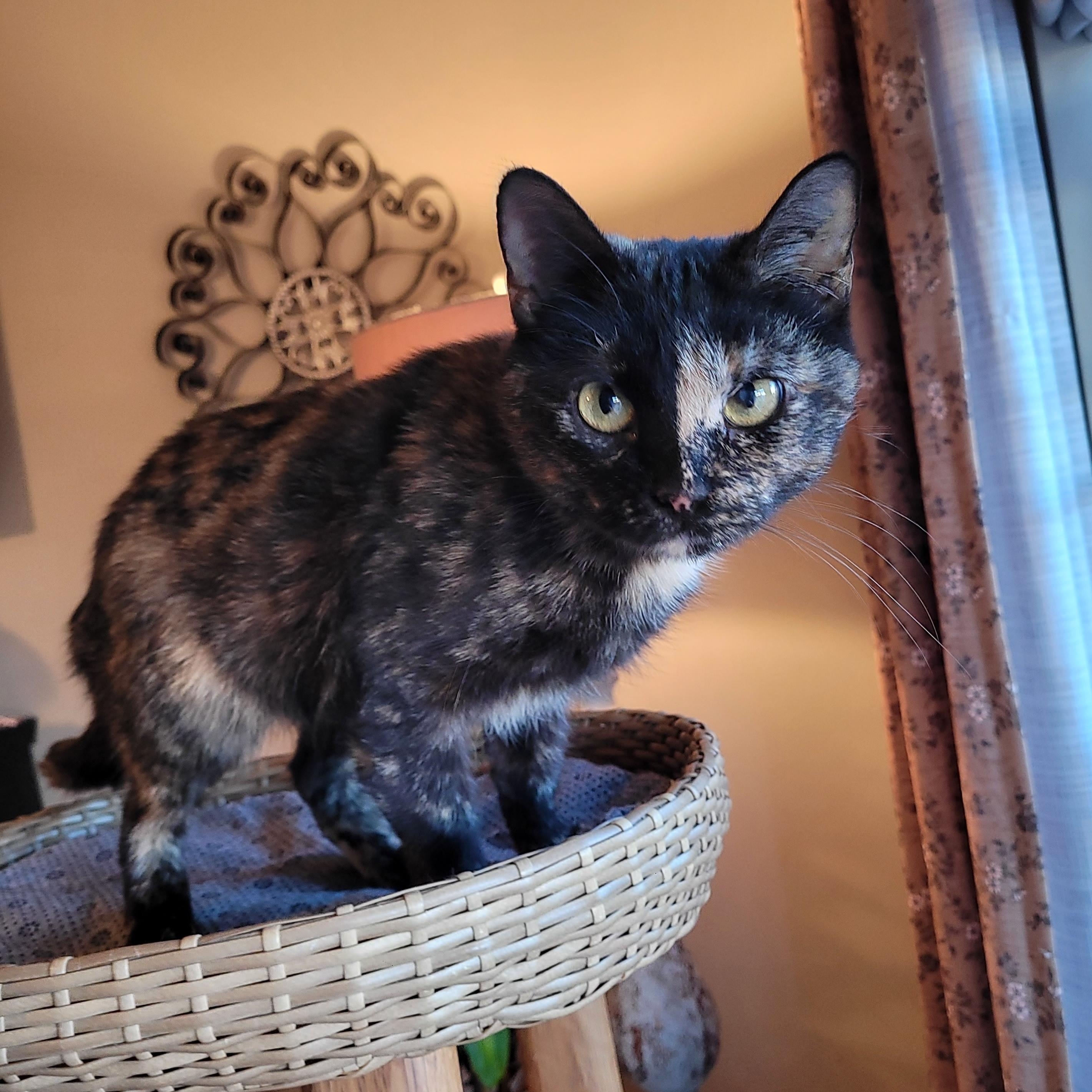 Filly, a Adoptable Domestic Short Hair in Indianapolis, IN image 2/6
