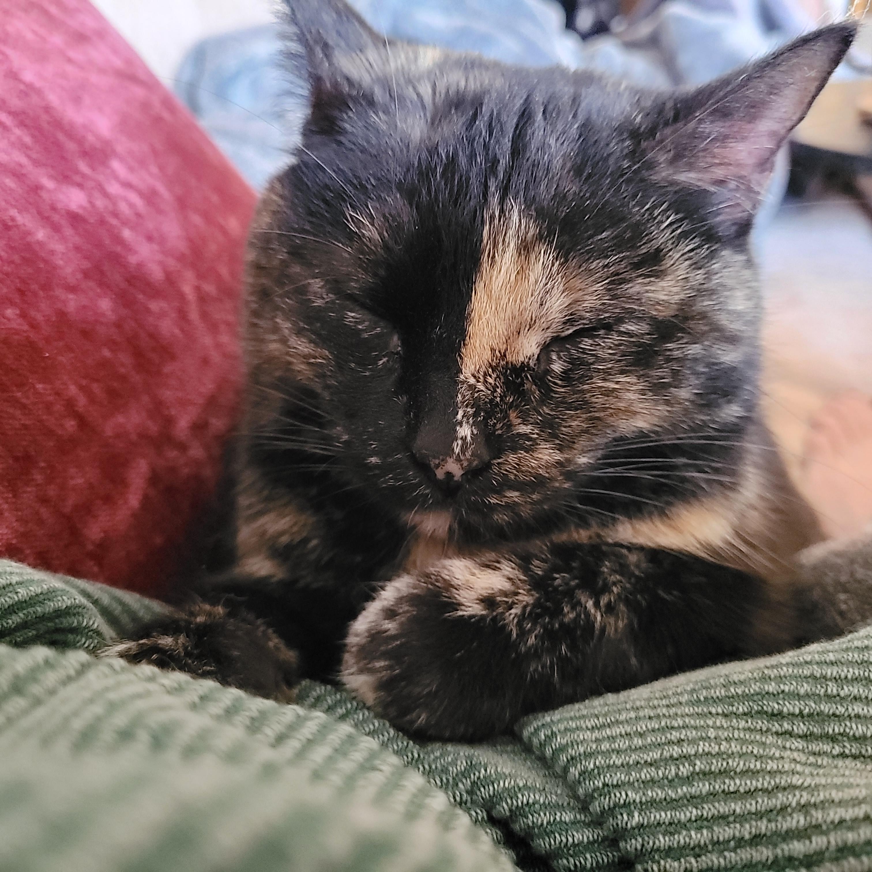 Enlarge Filly, an adopted Domestic Short Hair in Indianapolis, IN image 2/6