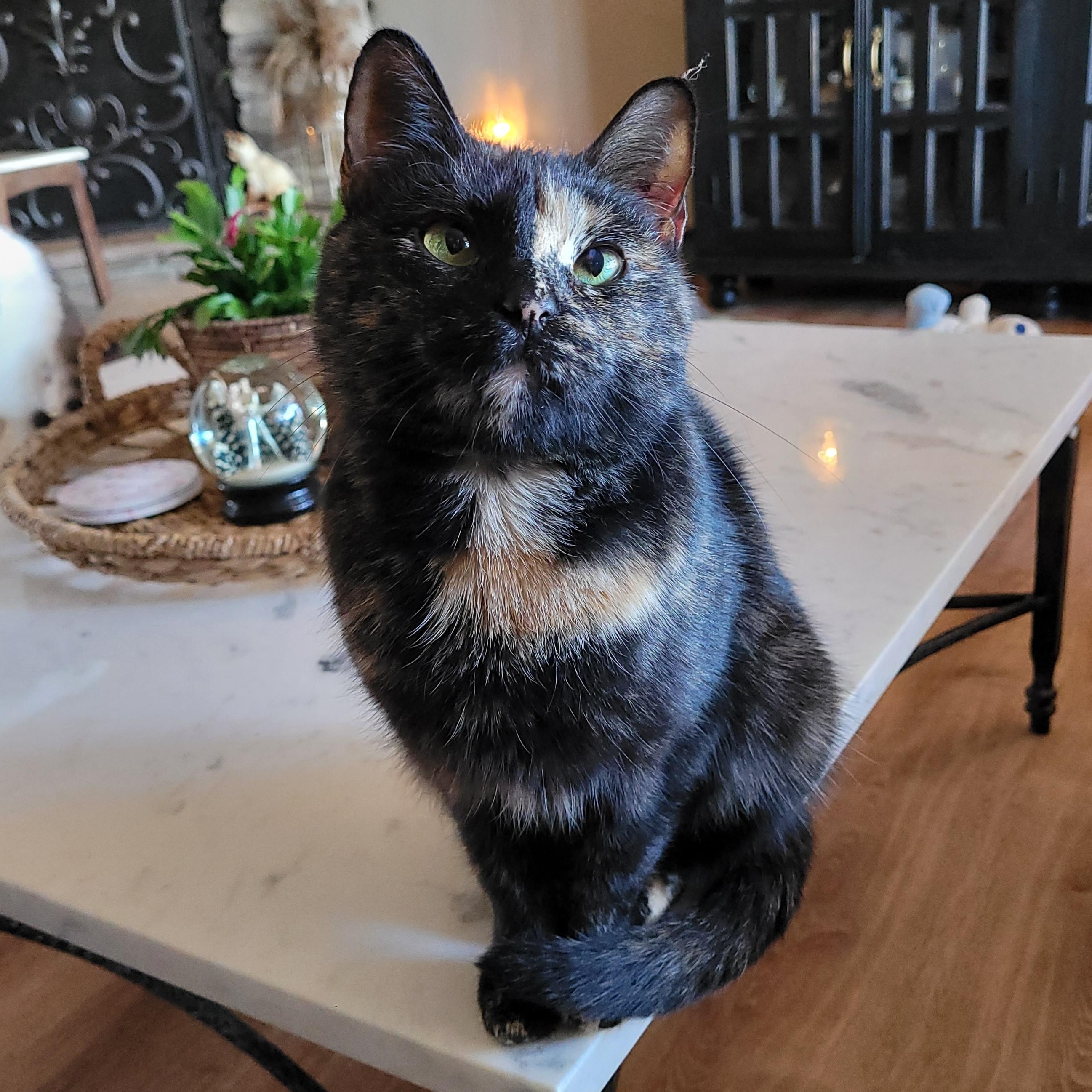 Enlarge Filly, an adopted Domestic Short Hair in Indianapolis, IN image 1/6