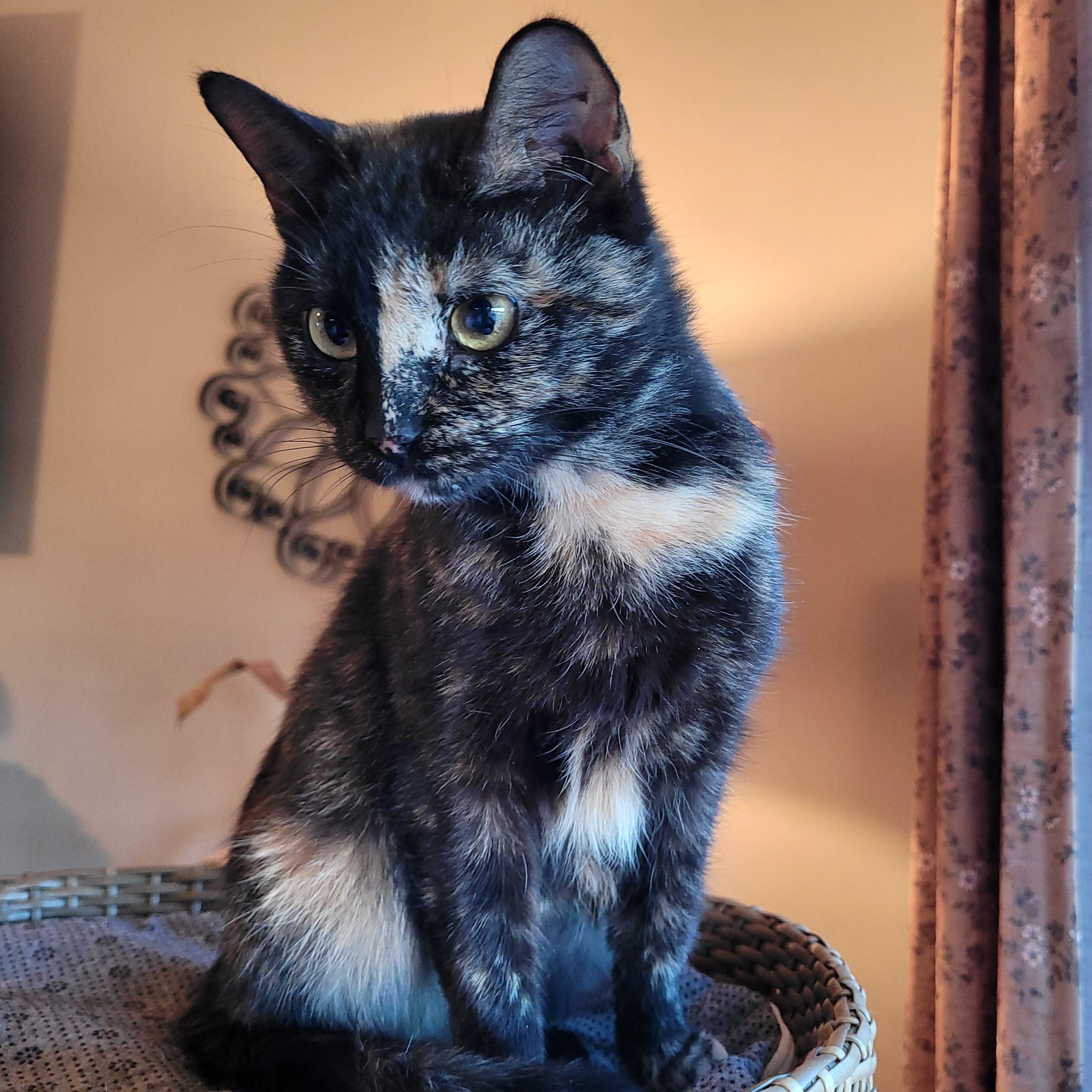 Filly, a Adoptable Domestic Short Hair in Indianapolis, IN image 4/6