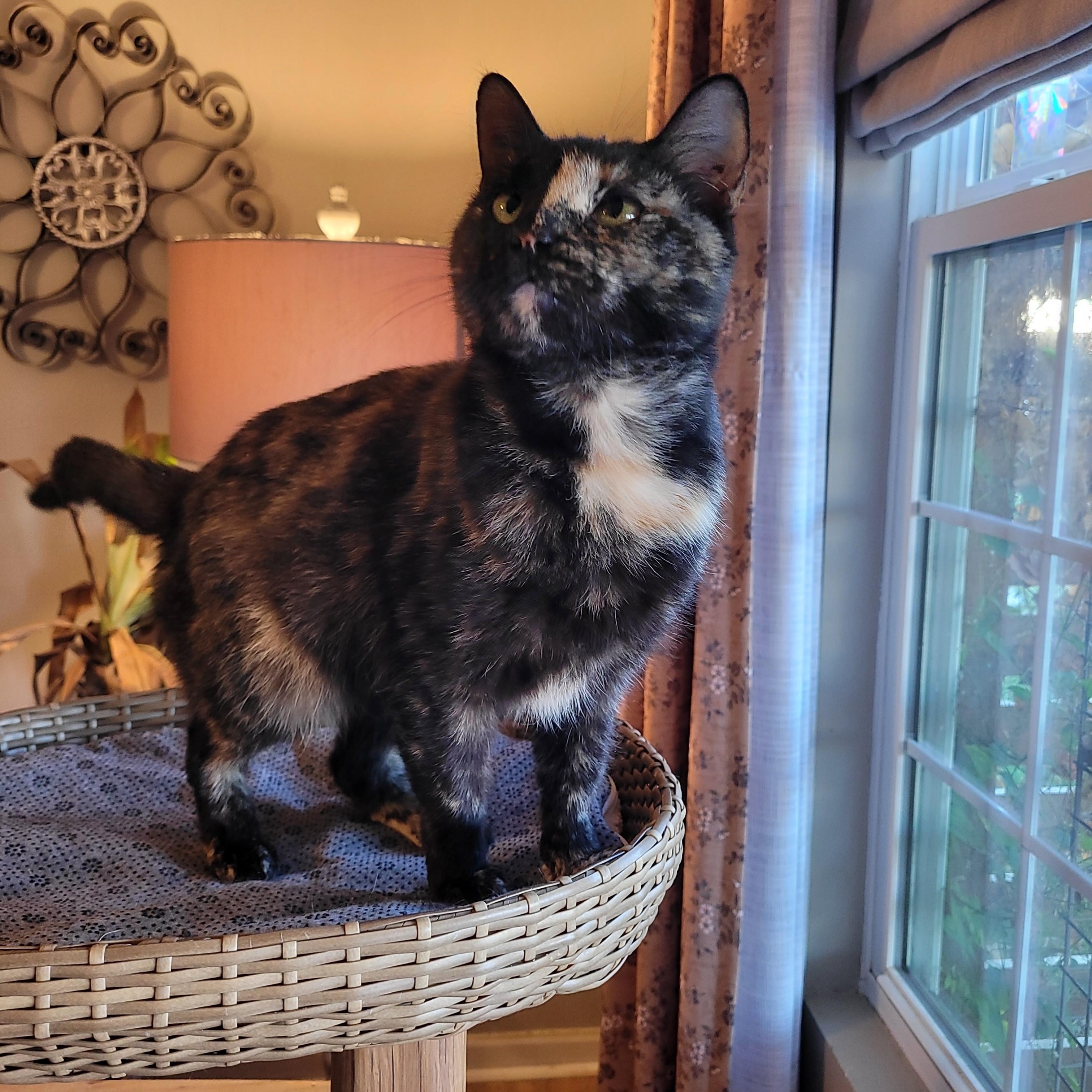 Filly, a Adoptable Domestic Short Hair in Indianapolis, IN image 5/6