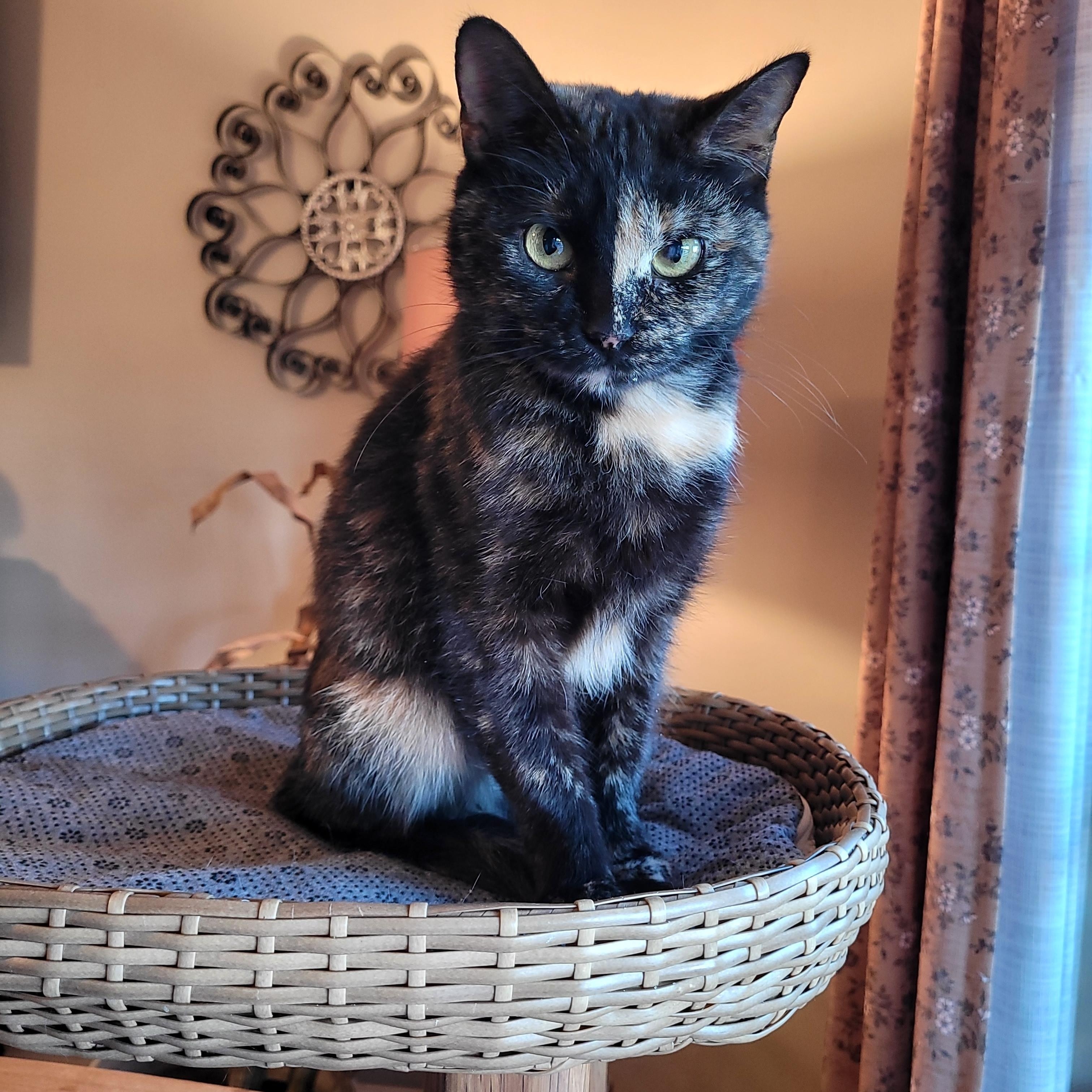 Filly, a Adoptable Domestic Short Hair in Indianapolis, IN image 1/6