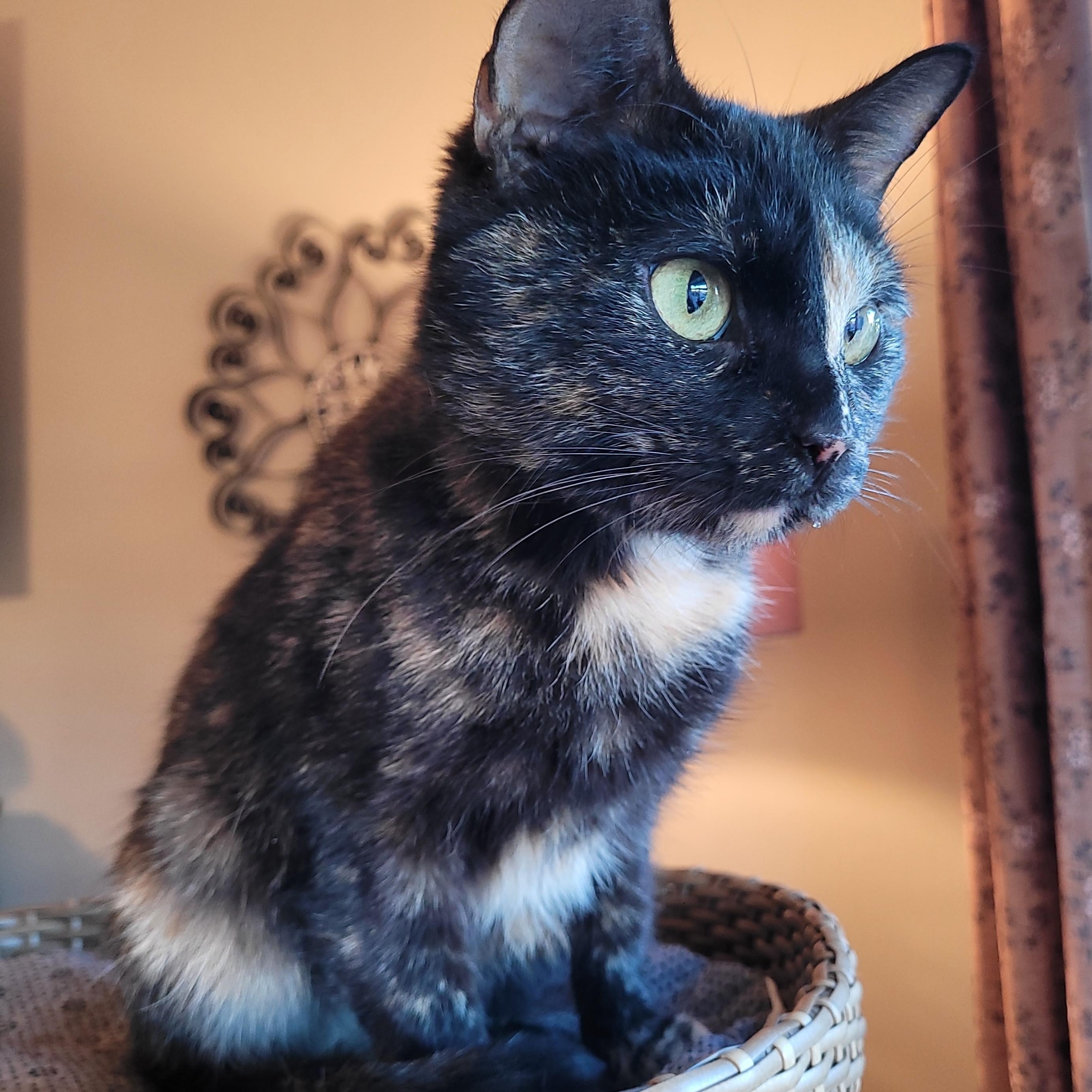 Filly, a Adoptable Domestic Short Hair in Indianapolis, IN image 6/6