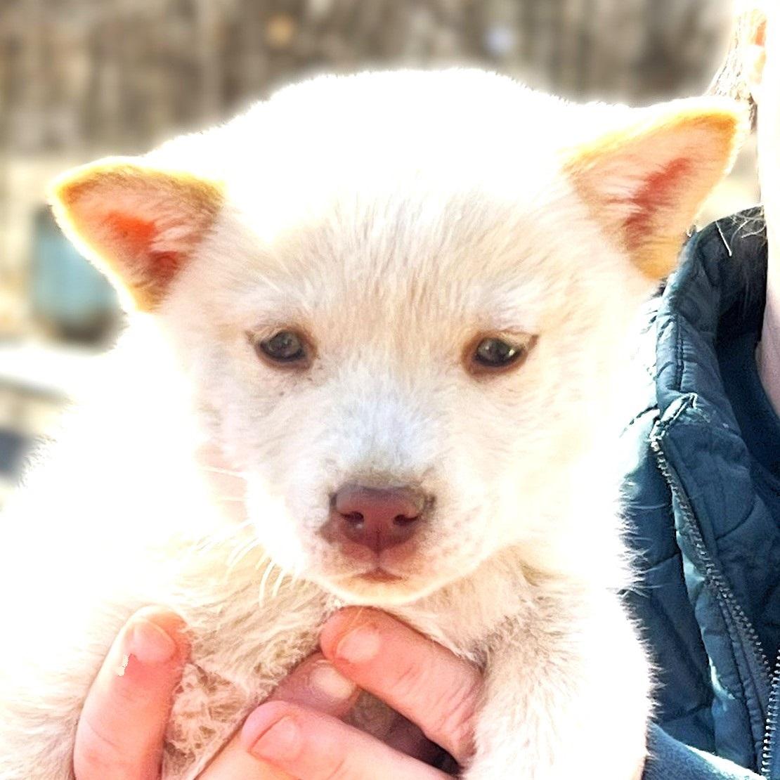 Sugar, ADOPTABLE, Puppy Female Husky.